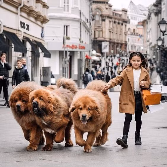 Có nhiều câu chuyện kể về việc bán các con chó ngao Tây Tạng với giá "trên trời". Một số đại gia Trung Quốc đã chi ra hàng triệu USD để sở hữu những chú chó này, xem chúng như biểu tượng của sự giàu có và quyền lực.