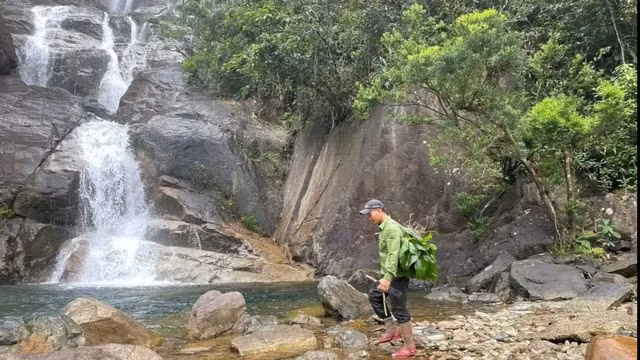 Loài cây này được phát hiện tại Khu bảo tồn thiên nhiên Phong Điền (Thừa Thiên – Huế) vào tháng 3/2023.