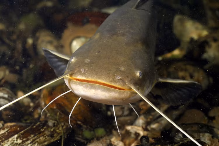 Bộ Cá da trơn (Siluriformes) là một bộ cá rất đa dạng trong nhóm cá xương. Các loài cá trong bộ này dao động khá mạnh về kích thước và cách thức sinh sống.