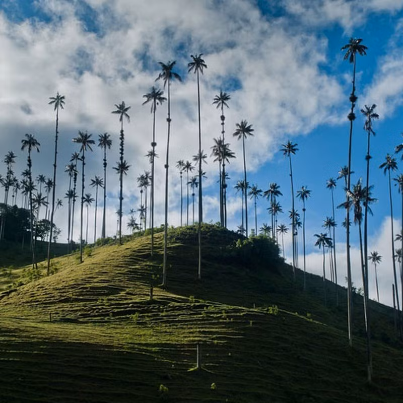 Cọ sáp Quindío thích hợp với khí hậu vùng núi cao, mọc thành những quần thể lớn ở độ cao từ 2.000 đến 3.100 mét so với mực nước biển.