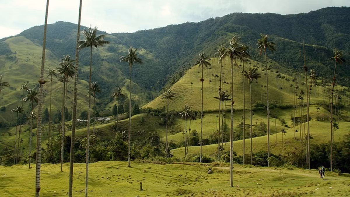Cọ sáp Quindío là loài thực vật một lá mầm cao nhất thế giới, có thể đạt đến chiều cao 45-60 mét, vượt xa so với cao độ của nhiều loài cây khác.