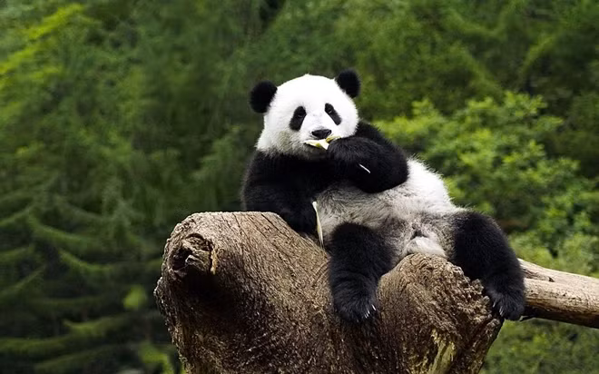 Họ cấy vi khuẩn này vào chuột thí nghiệm và thấy rằng những con chuột ăn chế độ giống như gấu trúc tăng cân nhiều hơn.