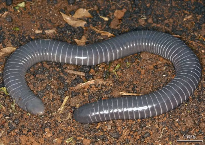 Tất cả các loài giun caecilian thường có thị giác hạn chế và chỉ có thể phân biệt ánh sáng với bóng tối.