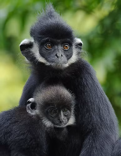 Voọc gáy trắng có tên khoa học là Trachypithecus Hatinhensis. Chúng thuộc bộ Linh trưởng, nhóm IB, cực kỳ quý hiếm, nguy cấp trong Sách Đỏ Việt Nam và Sách Đỏ thế giới.