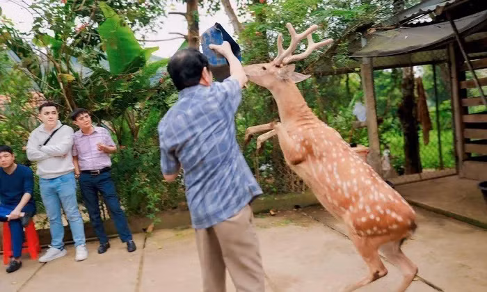 Mới đây, chú hươu sao biết đứng lên và di chuyển bằng hai chân khi được cho ăn ở xã Sơn Giang, huyện Hương Sơn, Hà Tĩnh dã thu hút sự chú ý của công chúng. Điểm kỳ lạ này được giải thích là do sự huấn luyện của chủ nhân con hươu sao. Trước đó, Việt Nam còn sở hữu những động vật kỳ lạ không kém con hươu sao này.