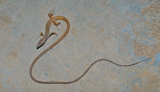 Loài này có tên khoa học là Takydromus Sexlineatus và thuộc họ Thằn lằn thực (Lacertidae).