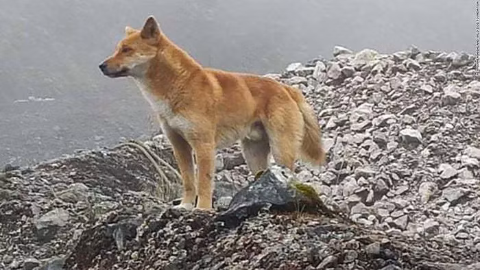 Tuy nhiên, chúng đã tái xuất trong một khu bảo tồn gần mỏ vàng Grasberg ở Papua, do các biện pháp bảo vệ hệ sinh thái xung quanh mỏ.