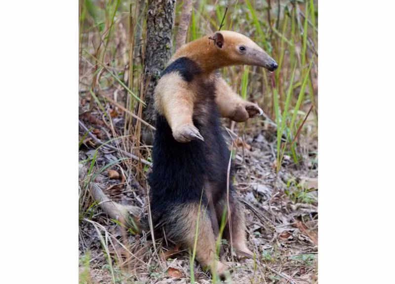 2. Tamandua Tetradacty: Loài động vật có vú thuộc họ Thú Ăn Kiến, sinh sống ở Nam Mỹ. Khi bị tấn công, chúng phát ra mùi hôi từ tuyến hậu môn dưới đuôi.