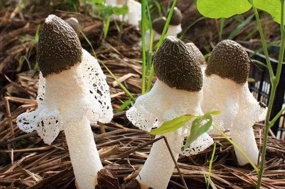 Mặc dù giá của nấm này rất cao, nhưng vẫn không đủ cung cấp cho nhu cầu tiêu thụ của người dân.