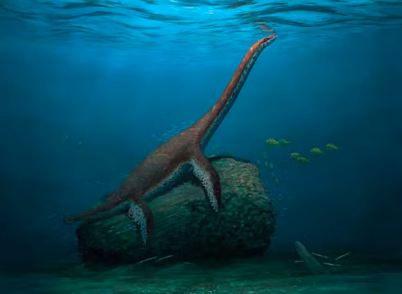 " Quái vật biển" này được đặt tên là Franconiasaurus brevispinus và thuộc về một chi hoàn toàn mới. Niên đại của hai mẫu vật này khoảng 175 triệu năm, sống vào thế Jura sớm của kỷ Jura.