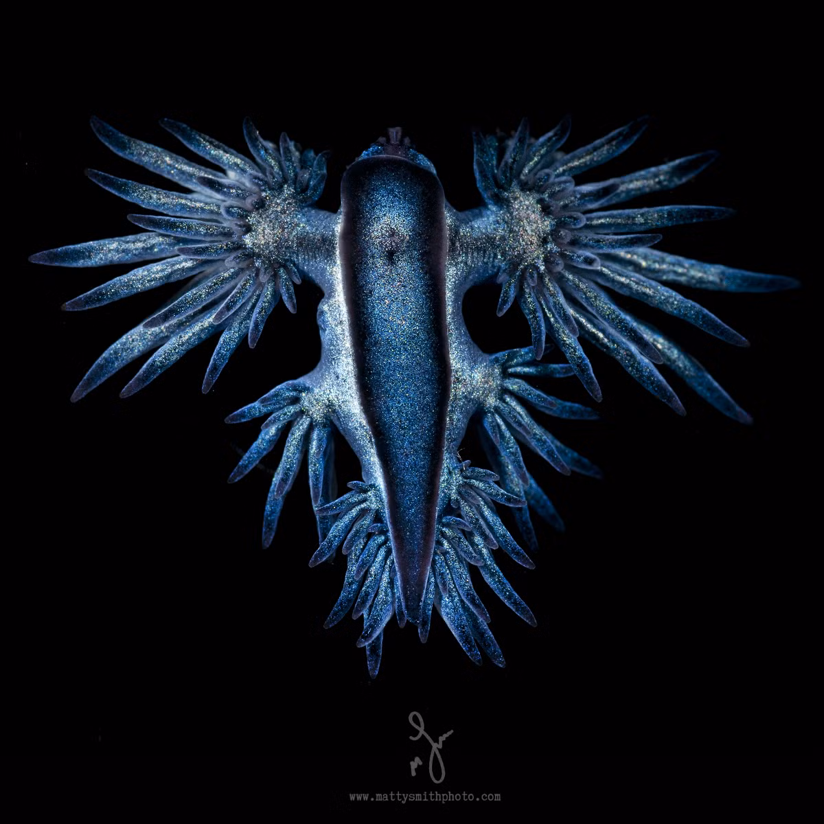 Sinh vật này, được gọi là Glaucus atlanticus, thường di chuyển trên mặt nước và ăn chất độc từ sứa lửa.