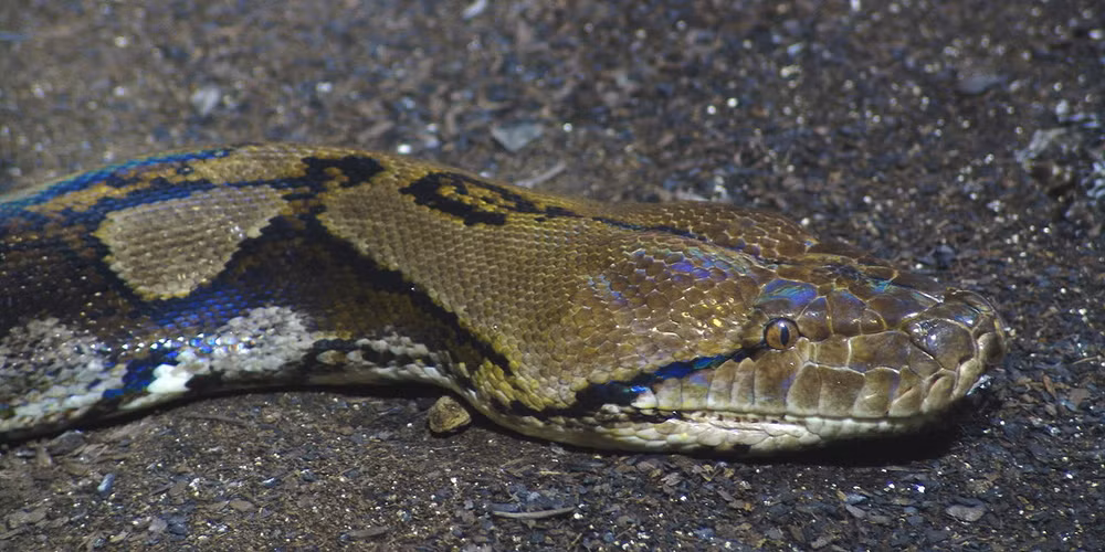 Trăn lưới có đầu dài, nhỏ, màu vàng nhạt hay nâu, có một vệt xám đen mảnh chạy dọc chính giữa từ mõm tới gáy nối liền với vết trên lưng. Một vệt đen khác từ sau mắt chạy xiên xuống góc mép. Trên thân và đuôi có các đường xám đen nối với nhau tạo thành dạng mắt dưới nổi trên nền màu vàng nâu. Bụng vàng nhạt đôi khi đốm sáng nhạt.
