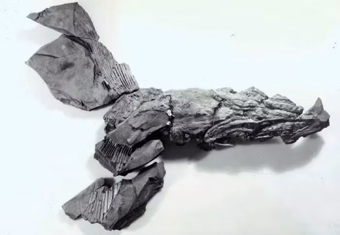 Loài cá này được phân loại vào nhóm sinh vật trỗi dậy từ "thế giới chết chóc", tái xuất hiện và chiếm lĩnh các hốc sinh thái sau sự tuyệt chủng của kỷ Devon.