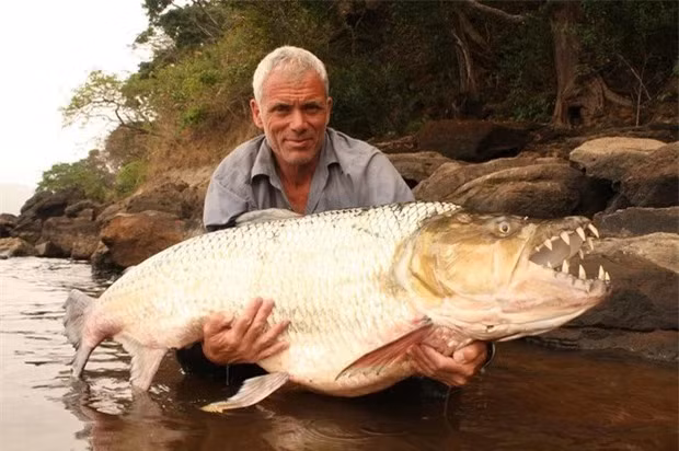 6. Cá Hổ Goliath (Hydrocynus goliath): Loài cá nước ngọt châu Phi, dài khoảng 1,5 m, nặng 50 kg. Mặc dù kích thước khiêm tốn hơn, nhưng cá Hổ Goliath lại đáng sợ hơn khi nhiều lần tấn công con người và cả cá sấu, được người dân địa phương gọi là "cá quỷ".