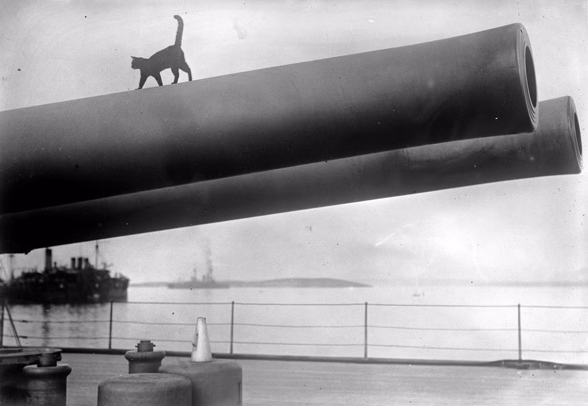 Nòng pháo 15-inch trên chiếc HMS Queen Elizabeth và... một chú mèo. Nguồn ảnh: Boston.