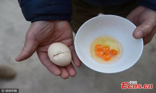 Kinh ngạc khi đập quả trứng gà ra...5 lòng đỏ tí hon Kinh ngac khi dap qua trung ga ra...5 long do ti hon