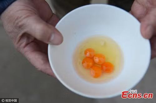 Kinh ngạc khi đập quả trứng gà ra...5 lòng đỏ tí hon - Hình 3 Kinh ngac khi dap qua trung ga ra...5 long do ti hon-Hinh-3