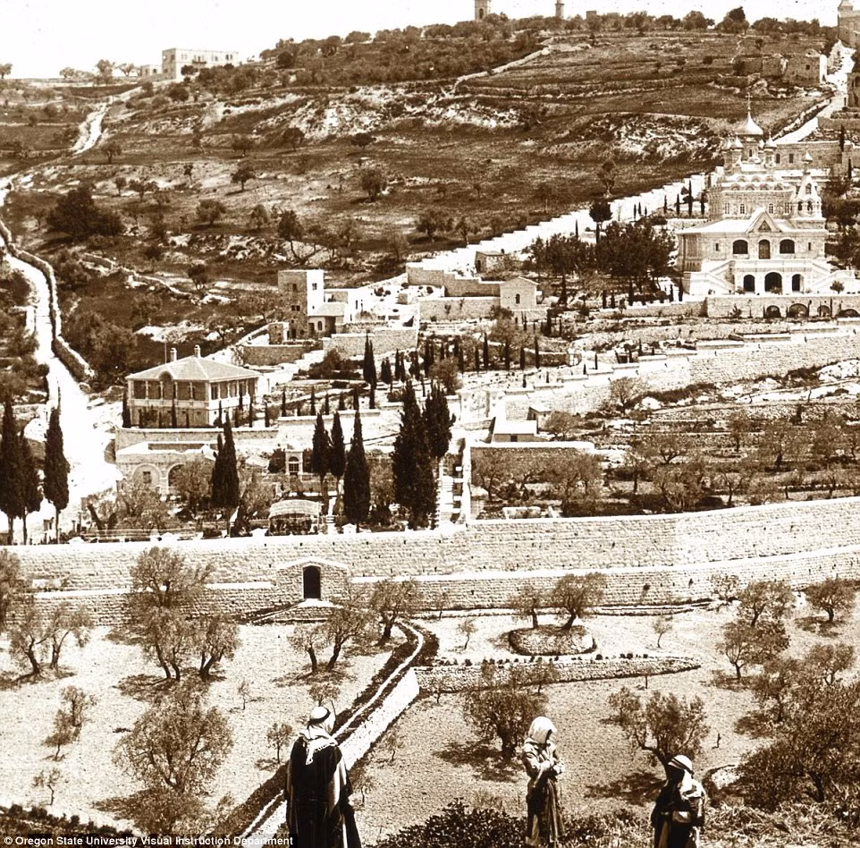 Một phần khu vườn Gethsemane ở Jerusalem.