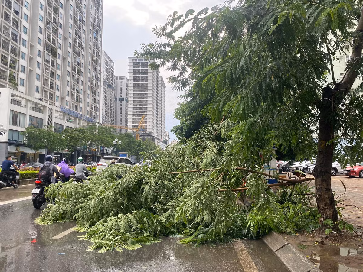 Cành cây bị gãy chắn ngang đường Lê Văn Lương.