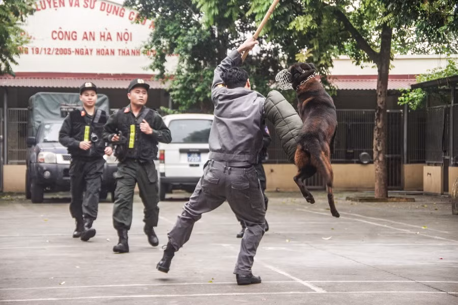 Cán bộ "quân xanh" luôn phải đối mặt với những cú lao nặng như xe máy tông của chó nghiệp vụ