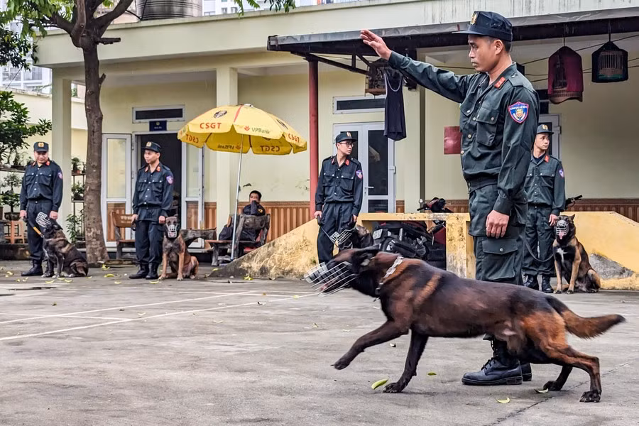 Các động tác cơ bản với chó nghiệp vụ được tập luyện bài bản hàng ngày