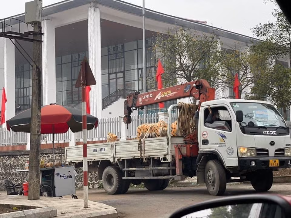 Vẫn chưa rõ những chú hổ này sẽ được đưa đi đâu và trong tương lai liệu rằng có con vật nào được thay thế tại khoảng đất trống này hay không.