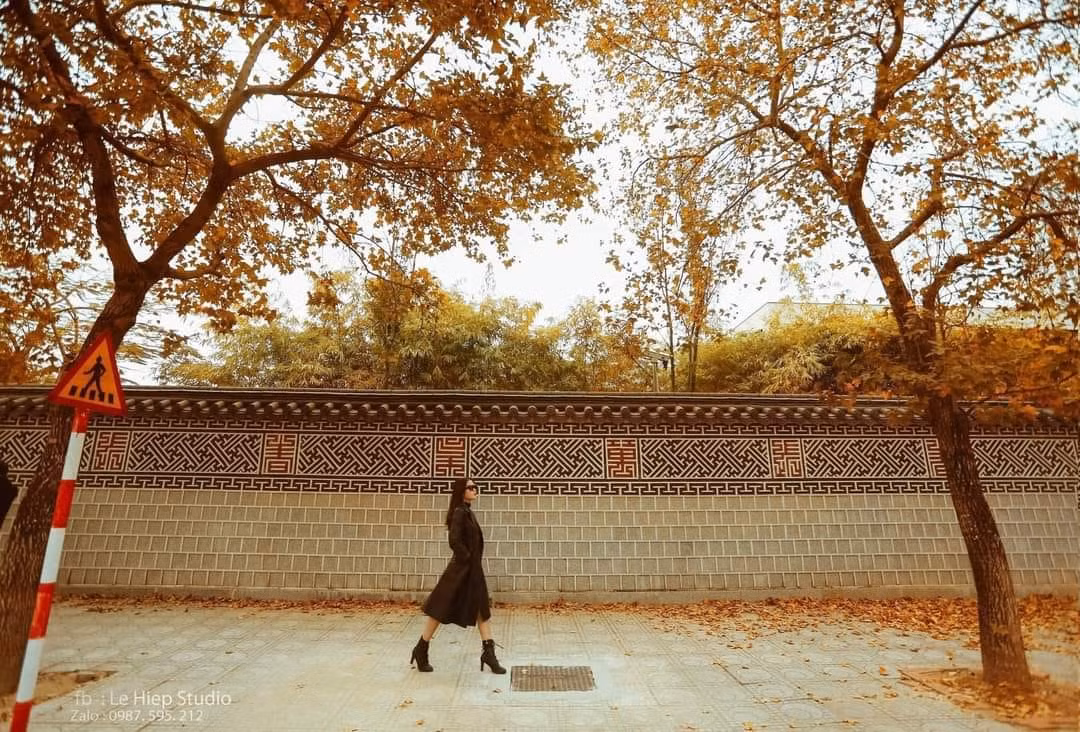 Những ngày gần đây, con đường trồng hai hàng phong lá đỏ nằm bên cạnh Đại sứ quán Hàn Quốc, khu Ngoại giao đoàn (Bắc Từ Liêm, Hà Nội), thu hút sự chú ý của những tín đồ sống ảo. Ảnh: Le Hiep/ Hà Nội Riviu