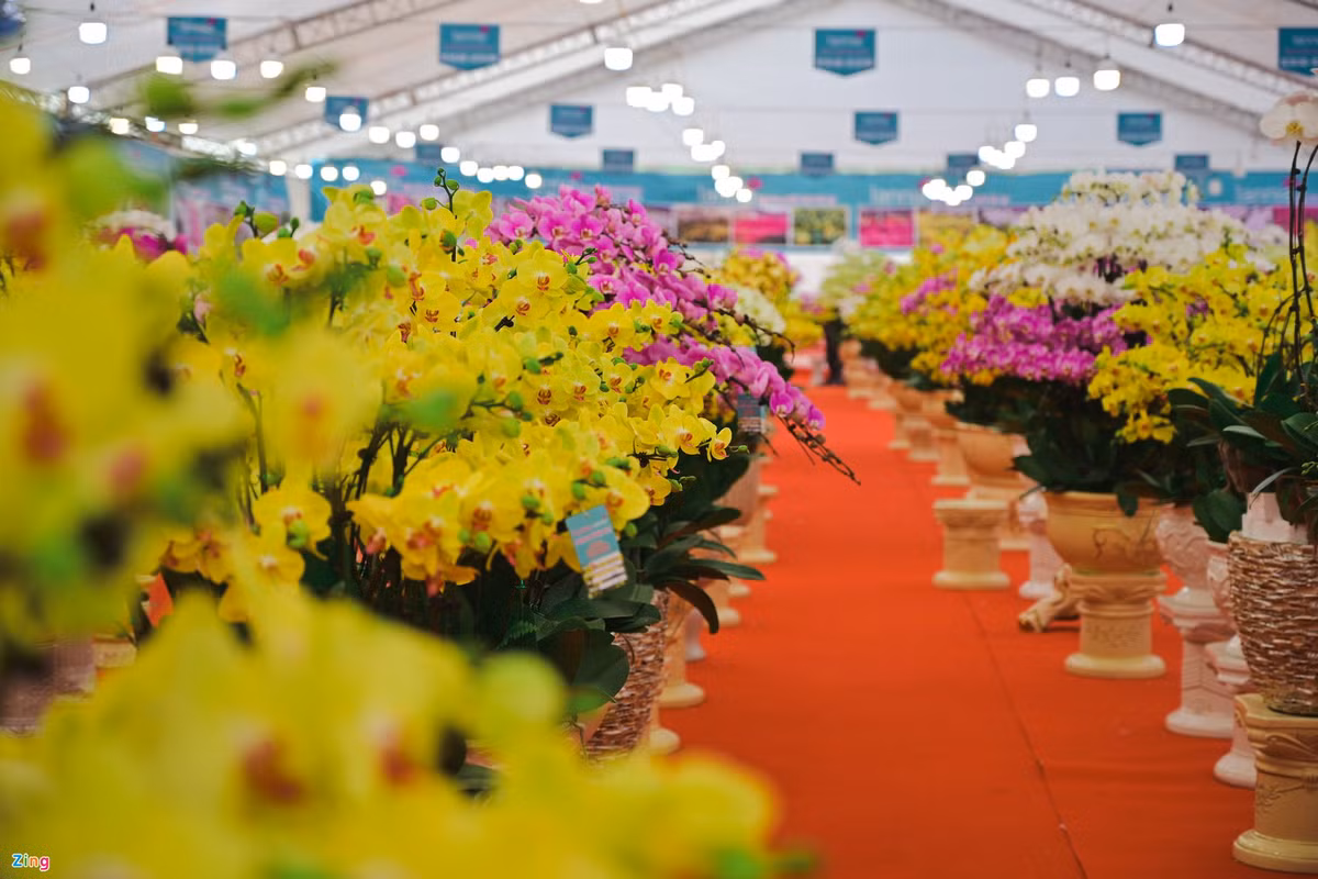 Hoa lan hồ điệp xuất xứ từ Đà Lạt có tới hàng trăm chậu, đa dạng mẫu mã, được phân loại từ số cành, kích thước cành, cách bài trí... với giá cả khác nhau. Giá bán lẻ theo cành từ 300.000-500.000 đồng, giá bán theo chậu từ 5 triệu đến hơn 100 triệu đồng.