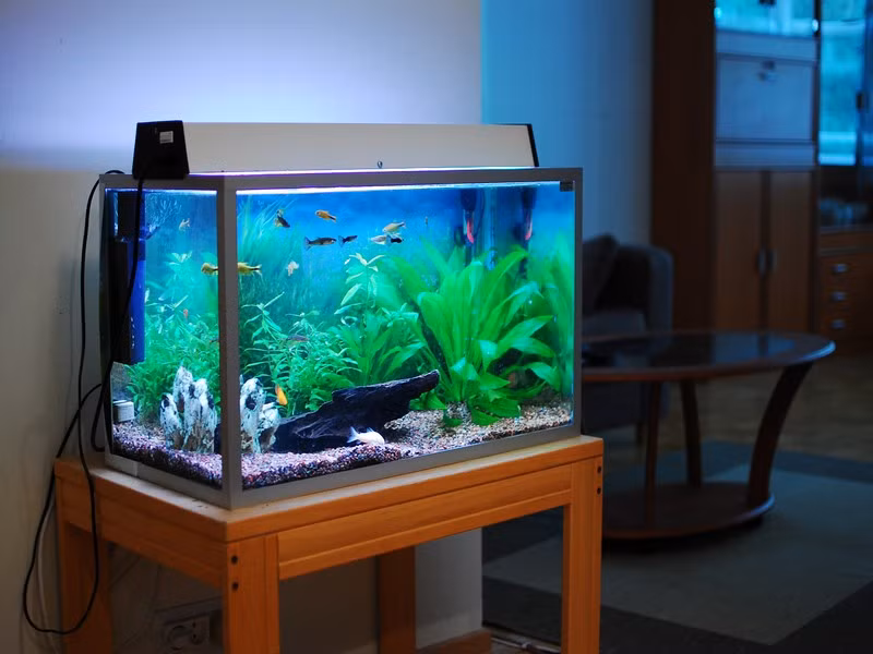 Bể cá phong thủy trong phòng khách cần phải dựa vào cách đặt bể cá trong nhà và cách xác định hướng đặt bể cá theo tuổi và phong thủy bể cá cảnh để có được hướng thuận lợi nhất với gia chủ.