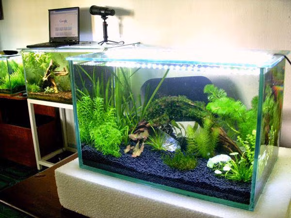 Tuyệt đối tránh đặt bể cá phong thủy ở vị trí chịu ảnh hưởng bởi ánh sáng trực tiếp từ mặt trời hoặc ánh điện trong nhà. Không nên đặt bể cá bên trái cửa chính vì đó là vị trí xấu, không mang đến điềm lành.