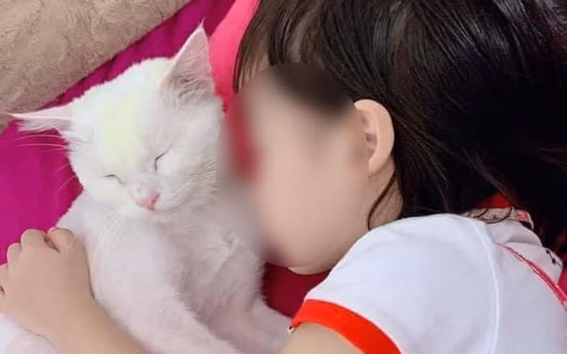 Theo chia sẻ của người nhà cháu bé, tivi của gia đình có kết nối Internet nên có thể bật YouTube trên tivi, các cháu thường hay tự bật và xem cùng nhau. Bộ phim hoạt hình mà cháu D. thường xem trước khi xảy ra tai nạn là Peppa Pig (Tạm dịch: Cô heo Peppa).