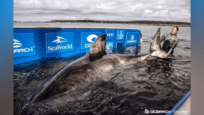 Gần đây, Các nhà nghiên cứu ở vùng biển ngoài khơi Nova Scotia, Canada đã bắt được một con cá mập trắng khủng, đặt tên là Nukumi.