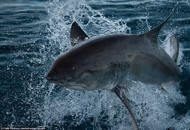 Cá mập trắng lớn có tên khoa học là Carcharodon carcharias, còn được gọi là mũi kim trắng, cái chết trắng. Chúng thường sinh sống ở miền duyên hải trên khắp các đại dương.