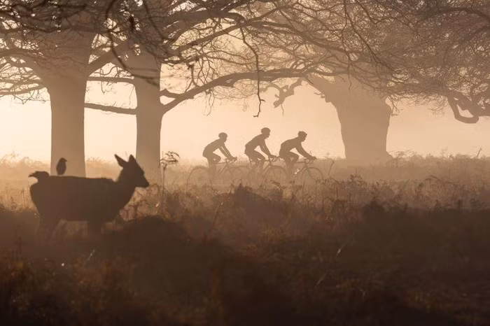 Bức ''Observer'' của Agata Boguszewska ở Richmond Park, London