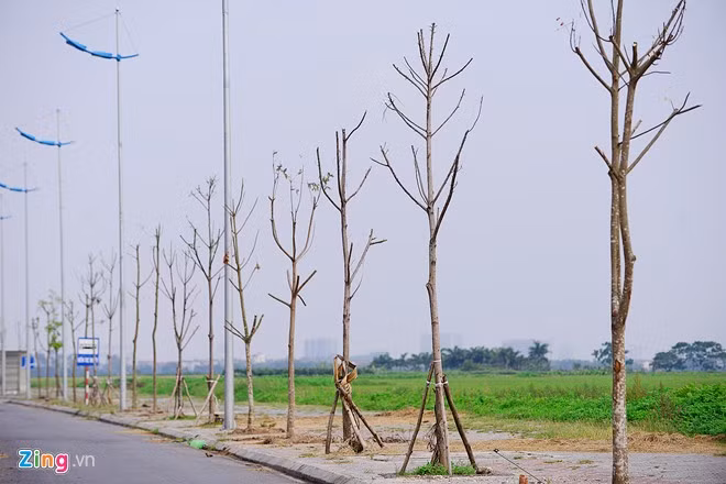 Đường 5 kéo dài được thông xe vào tháng 10/2014 với tổng mức đầu tư trên 6.600 tỷ đồng, dài 13,3 km, thiết kế hiện đại. Tuy nhiên, mới đưa vào hoạt động chưa bao lâu thì hàng trăm cây đã chết khô.