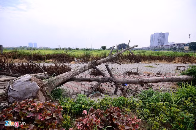 Nhiều thân cây to, chủ yếu là muồng bị chết khô từ lâu. Nhiều cây được nhổ lên nhưng chưa thay thế.