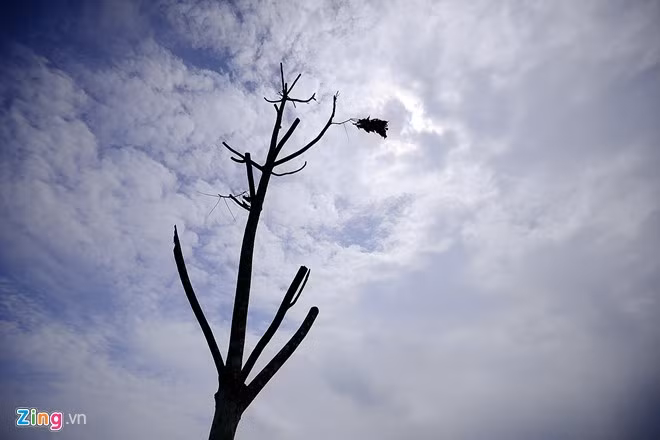 Đoạn qua cầu Đông Trù sang Bắc Thăng Long - Vân Trì (Hà Nội) có tỷ lệ cây chết rất cao.