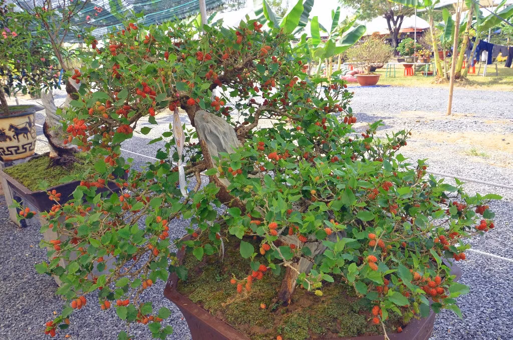 Một số loài cây cụ thể trồng trước cửa nhà có thể gây ảnh hưởng xấu đến gia đình. 5 loài cây gắn liền với vận may gia đình, sức khỏe, ý nghĩa văn hóa,… được coi là không may mắn hoặc mang lại xui xẻo nên hầu hết mọi người sẽ không trồng trước nhà. Ảnh: BSWorld
