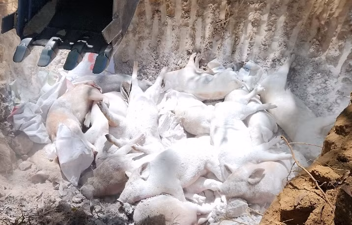 Dich ta lon Chau Phi gia tang tai Quang Ngai, dan lo lang