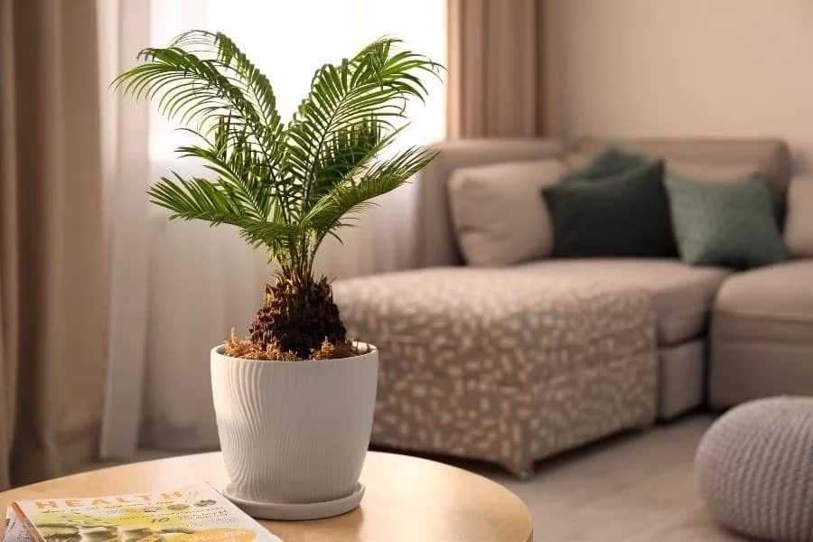 Cây cọ trong phong thủy là loại cây mang điềm lành. Lá cây to, xanh mượt, tán xòe rộng hình tròn thể hiện cho sự tròn trịa và đủ đầy. Lá cọ ngửa ra ngoài giống như những bàn tay to hứng lộc. Cây có màu sắc tươi sáng, dáng thẳng đứng và cứng cỏi, có tác dụng trừ tà, xua đuổi khí xấu. Dáng cọ đẹp, hướng ra xung quanh giúp thu hút vượng khí, đem đến sự may mắn, hy vọng và điềm mừng. Ngoài ra, tán cọ rộng còn mang đến cảm giác khoáng đạt và thăng tiến. Ảnh: Pito 