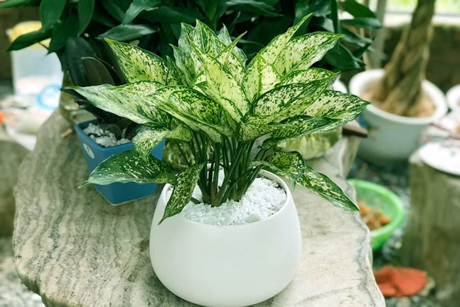 Lá cây Ngọc ngân có khả năng hút các chất độc hại phát ra từ thiết bị điện tử, khói thuốc lá, giữ ẩm cho không gian phòng, nhất là với những không gian sử dụng máy điều hòa liên tục. Theo phong thủy, ngọc ngân được mệnh danh là cây tài lộc mang đến tiền tài, may mắn và thịnh vượng cho chủ nhân. Người ta tin rằng có cây ngọc ngân trong nhà hay phòng làm việc sẽ thì may mắn sẽ mỉm cười cùng tài lộc hưng vượng. Ảnh: Pito Ế