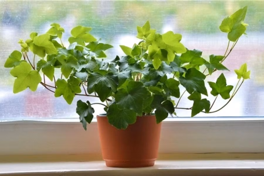 Trong vòng 6 giờ, cây thường xuân gần như loại bỏ 58% phân tử nấm mốc và 60% các chất độc trong không khí. Tán lá rậm rạp của thường xuân hấp thụ rất tốt formaldehyde - một loại độc tố nếu hít phải ở nồng độ cao có thể gây ra các kích thích cho mắt, làm chảy nước mắt, đau đầu, nóng cổ họng, khó thở hay thậm chí là ung thư. Cái tên thường xuân cũng mang ý nghĩa tượng trưng cho tài lộc, sinh sôi nảy nở và may mắn. Ảnh: Pito