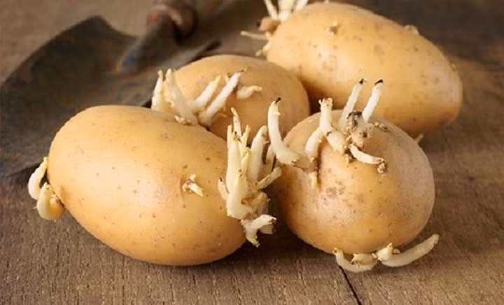 3. Khoai tây mọc mầm. Khoai tây mọc mầm là loại rau người bán không bao giờ ăn bởi chứa nhiều độc tố. Kết quả nghiên cứu cho thấy, khoai tây mọc mầm chứa nhiều solanine – hợp chất cực độc.