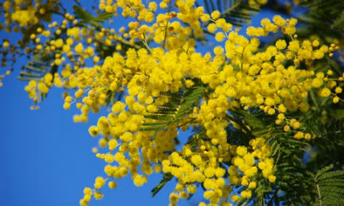 Hoa Mimosa dự báo cơn mưa bằng việc tỏa mùi hương thơm ngát.