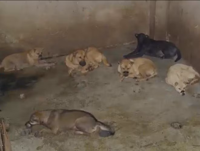Nhiều con chó chưa được mang đi tiêu thụ.