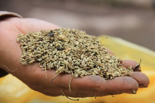 Trong hoa hòe có chứa chất Rutin có tác dụng tăng cường sức chịu đựng của mao mạch giúp bảo vệ chức năng bình thường của thành mao mạch, làm tăng sức bền thành mạch, phòng vỡ và đứt mạch máu. Ảnh: Y học cổ truyền.