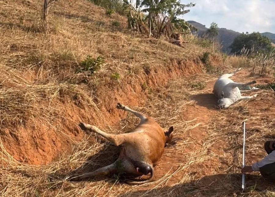 Dieu tra nguyen nhan dan bo 11 con tha rong bi chet