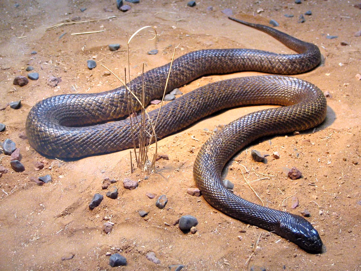 Rắn Taipan nội địa (tên khoa học: Oxyuranus microlepidotus) sở hữu nọc độc cực nguy hiểm. Nó được xem là loài rắn trên cạn độc nhất ở Australia. Chúng phân bố chủ yếu ở các vùng đồng bằng khô cằn thuộc các vùng Queensland, Nam Australia, New South Wales và Northern Territory. (Ảnh: Wikipedia)