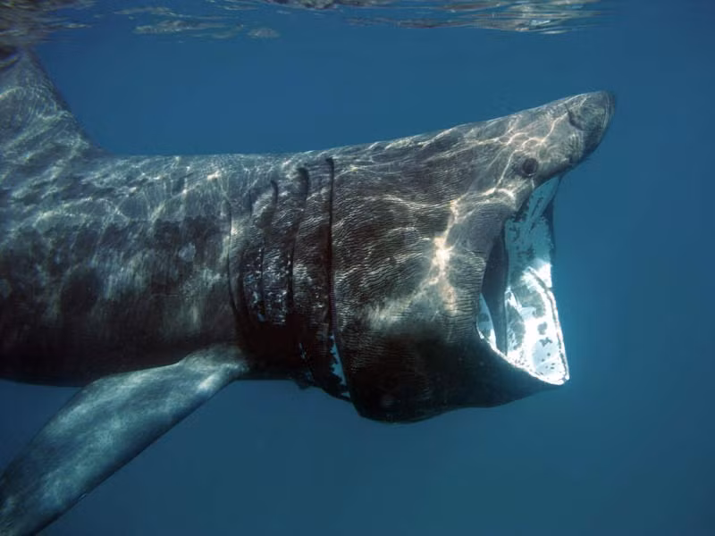 Cá mập phơi nắng thường có màu xám-nâu với đốm da. (Ảnh: The Marine Life Information Network)