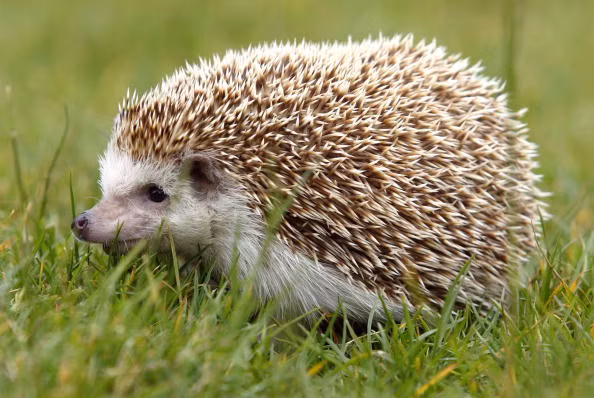Nhím (tên khoa học là Erinaceidae) là một loài động vật có vú thuộc bộ Ăn thịt (Carnivora). Chúng nổi bật nhờ lớp lông cứng, được gọi là gai nhím, giúp bảo vệ cơ thể khỏi các mối đe dọa từ kẻ thù. (Ảnh: asiapata)